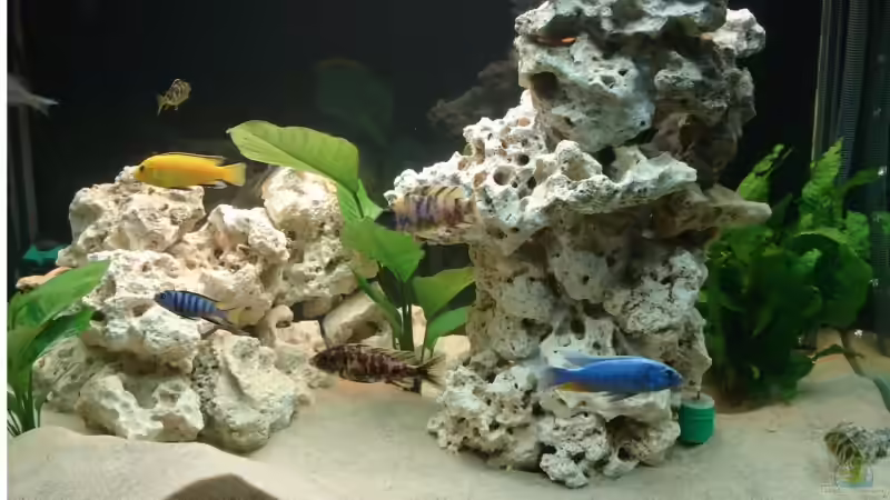 Mein Aqarium im Juli 2006 Mein Aqarium im Juli 2006