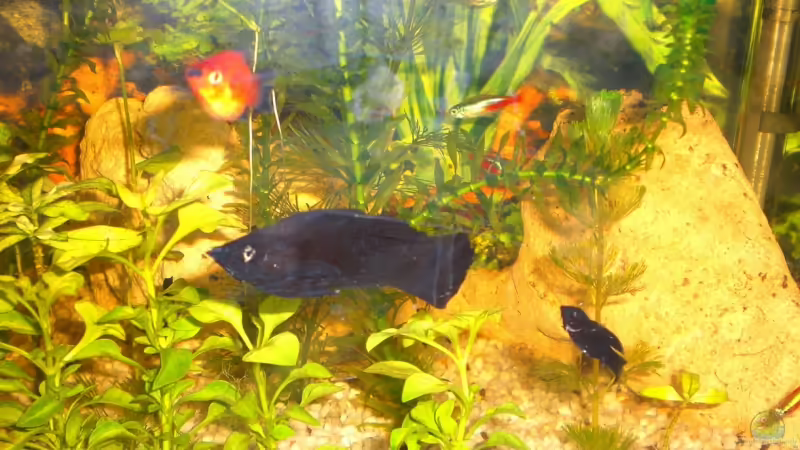 Mein Aquarium am 14.10.2009 Mein Aquarium am 14.10.2009