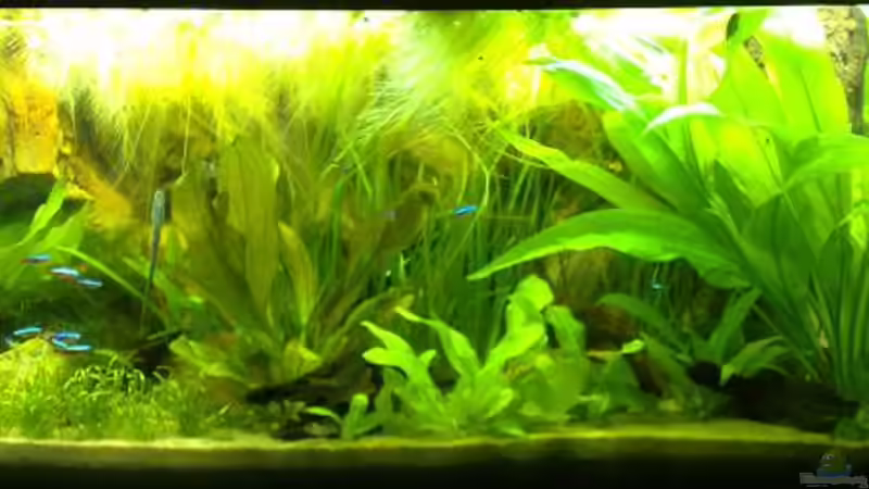 Mein Aquarium am 28.12.07 Mein Aquarium am 28.12.07