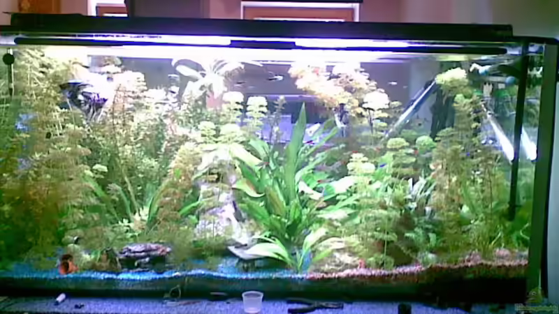 mein aquarium mit 468 liter mein aquarium mit 468 liter