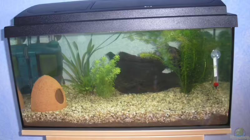 Mein Aquarium ohne Besatz Mein Aquarium ohne Besatz