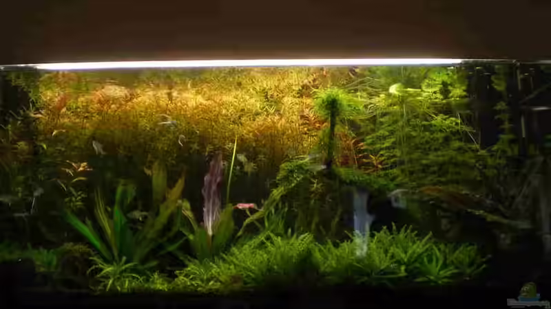 Mein Aquarium vom 22.11.09 Mein Aquarium vom 22.11.09