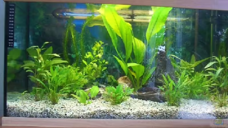 Mein Aquarium vor 6 Jahren Mein Aquarium vor 6 Jahren