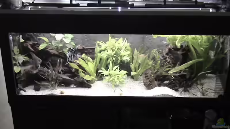 mein aquarium mein aquarium
