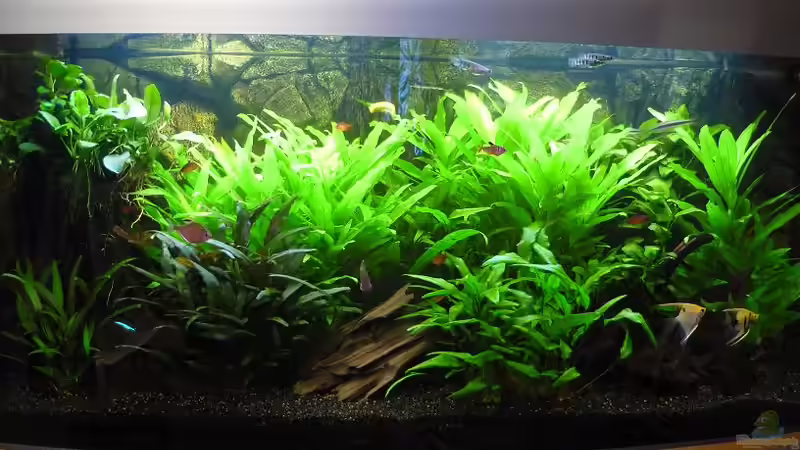 Mein Aquarium Mein Aquarium