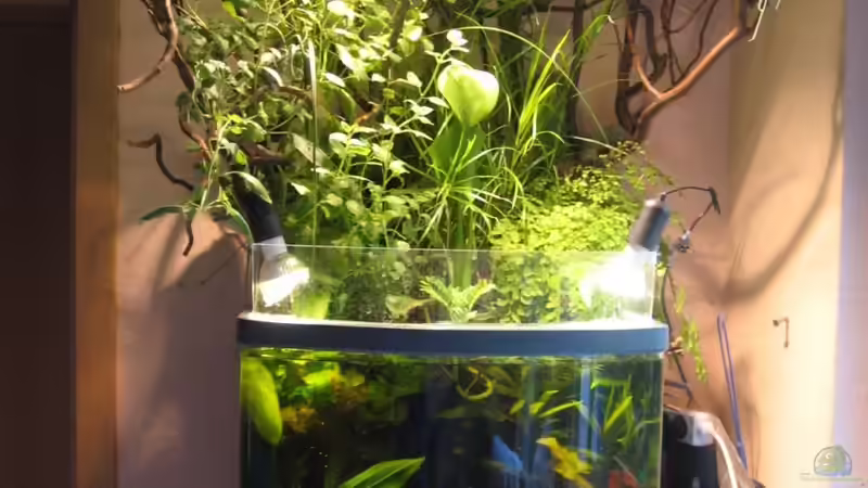 Mein Aquarium Mein Aquarium