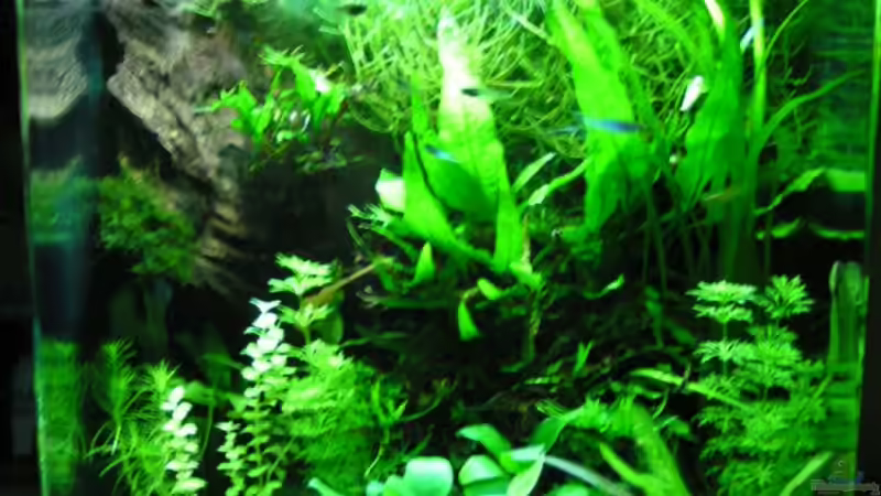 Mein Aquarium Mein Aquarium