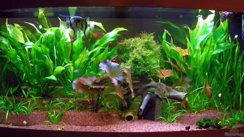 mein Aquarium mein Aquarium