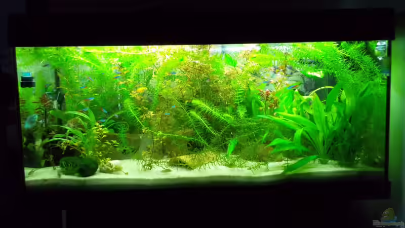 Mein Aquarium Mein Aquarium