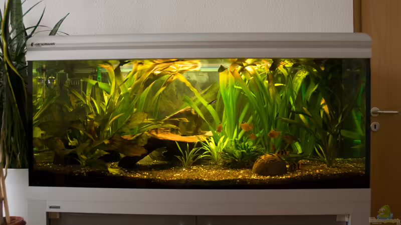 Mein Aquarium Mein Aquarium