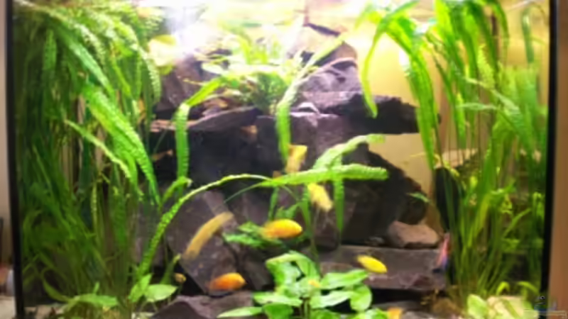 Mein Aquarium Mein Aquarium