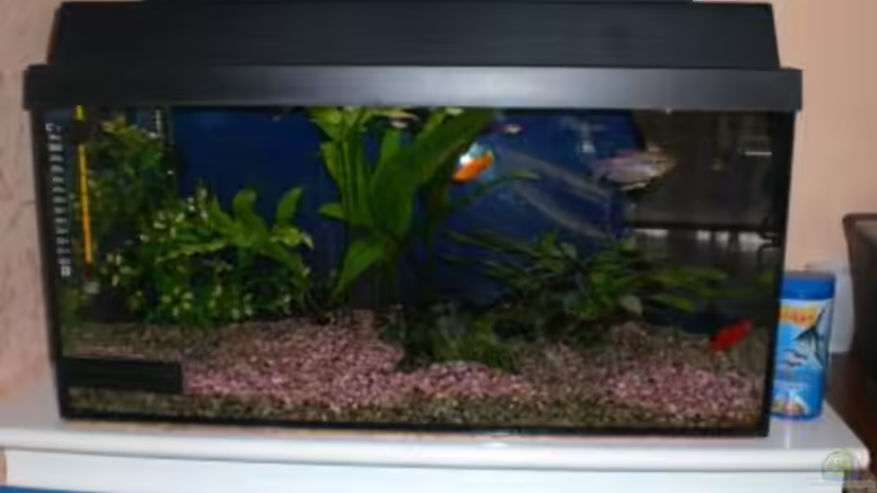 mein aquarium mein aquarium
