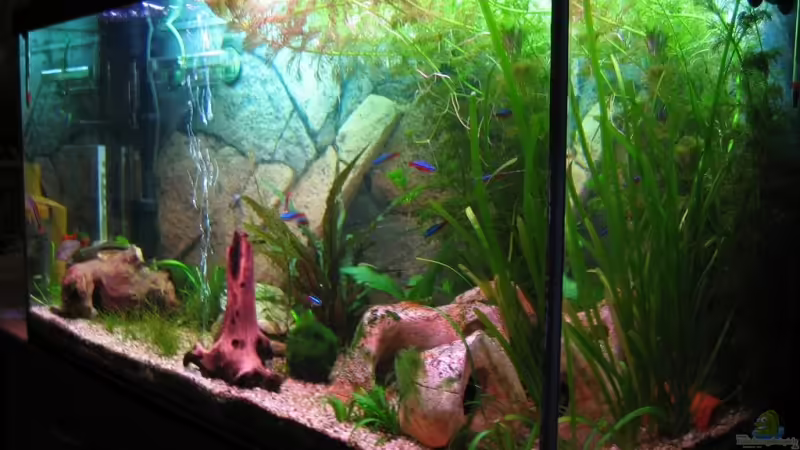 Mein Aquarium05.09.08 Mein Aquarium05.09.08