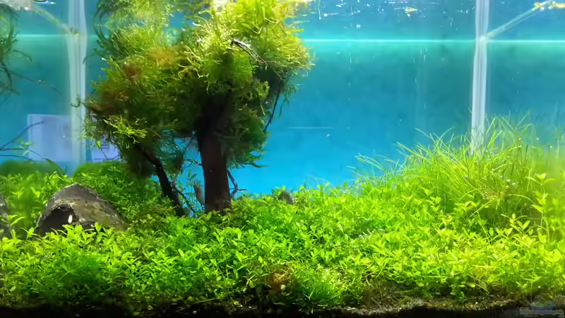Mein Aquascape Mein Aquascape