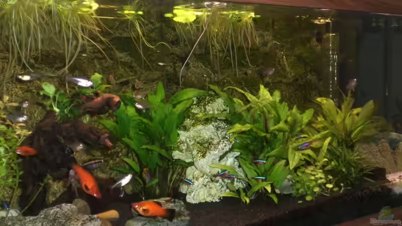 mein Becken: es folgen noch bessere Fotos mein Becken: es folgen noch bessere Fotos