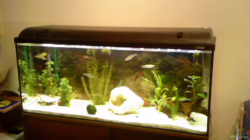 Mein Becken 19.3.2008 Mein Becken 19.3.2008