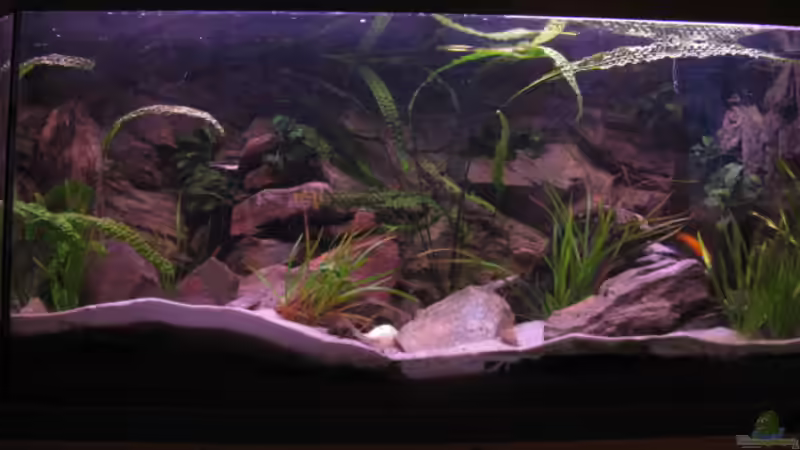 Mein Becken 240 l Mein Becken 240 l