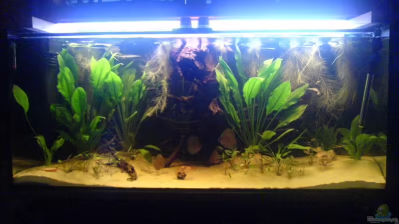 Mein Becken Vor 5 Tagen frisch eingerichtet Mein Becken Vor 5 Tagen frisch eingerichtet