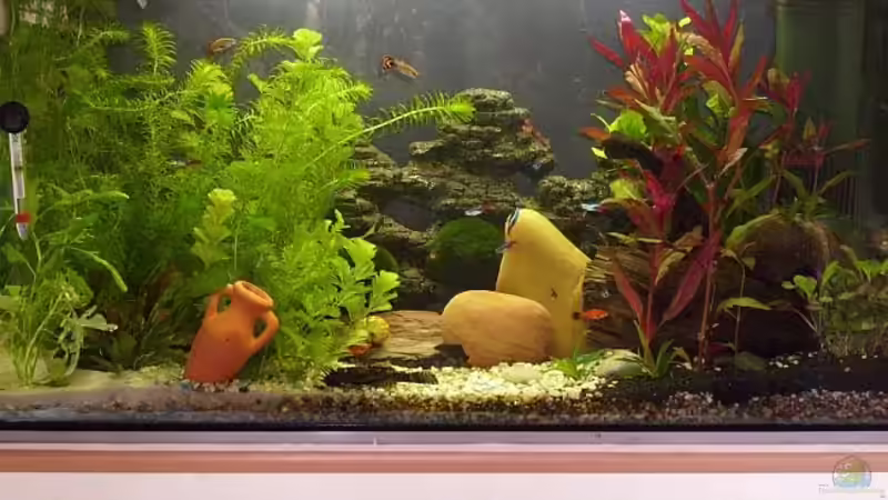 Mein Becken Mein Becken