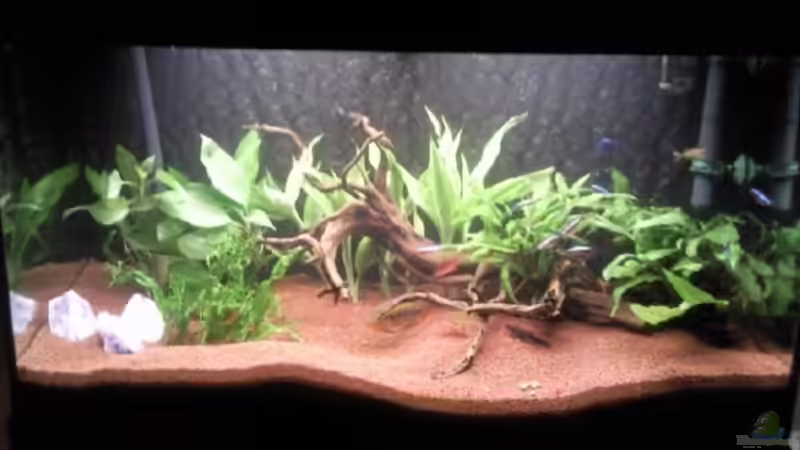 Mein Becken Mein Becken