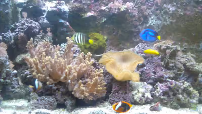 Mein Becken Mein Becken