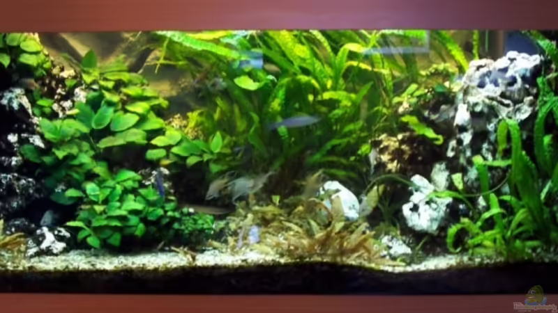 Mein Becken Mein Becken