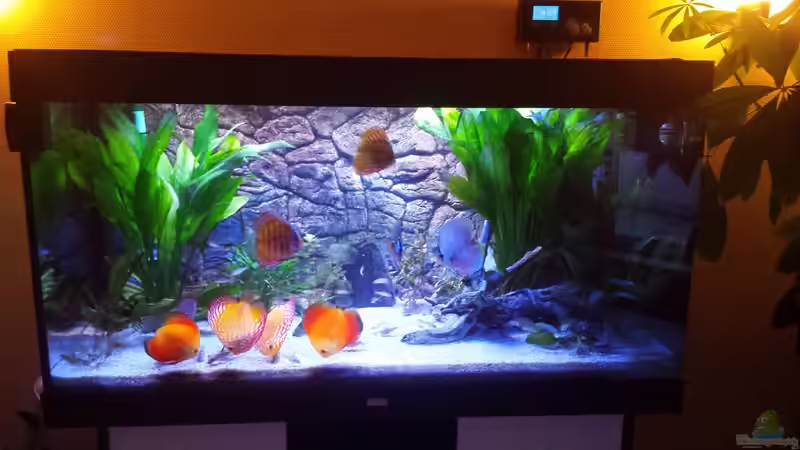 Mein Diskusbecken Mein Diskusbecken