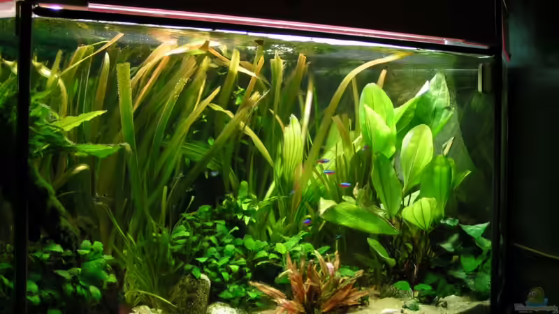 Mein Dschungel! Nur noch als Beispiel! Mein Dschungel! Nur noch als Beispiel!