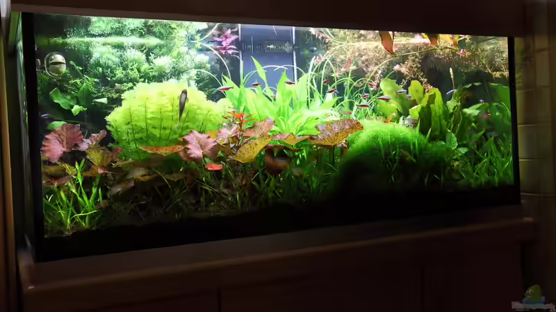 Mein Dschungel Mein Dschungel