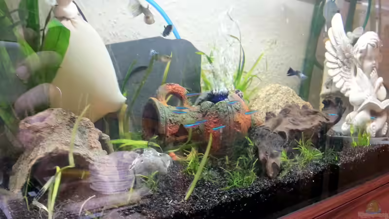 Mein erstes Aquarium mit Besatz Mein erstes Aquarium mit Besatz