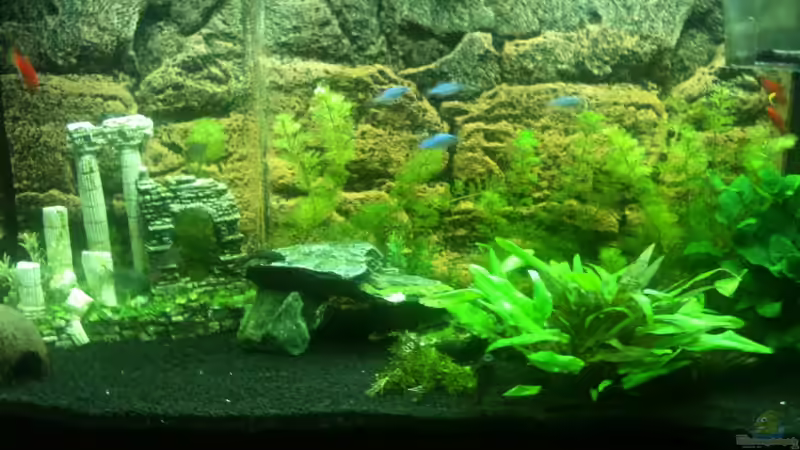 Mein erstes Aquarium Mein erstes Aquarium