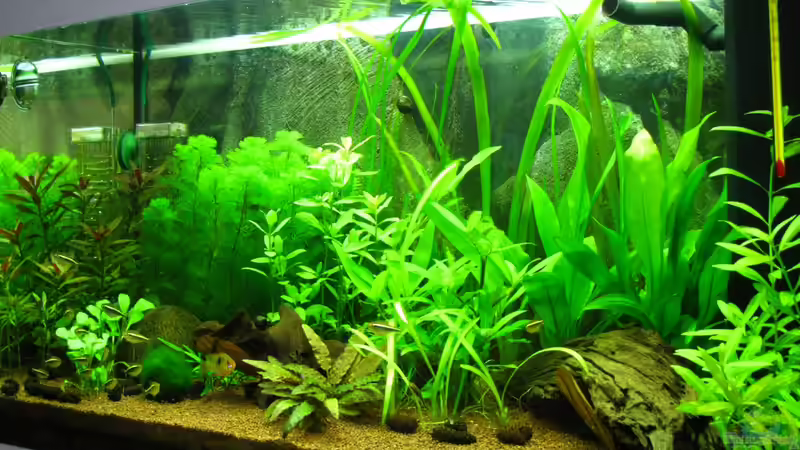 Mein erstes Aquarium Mein erstes Aquarium