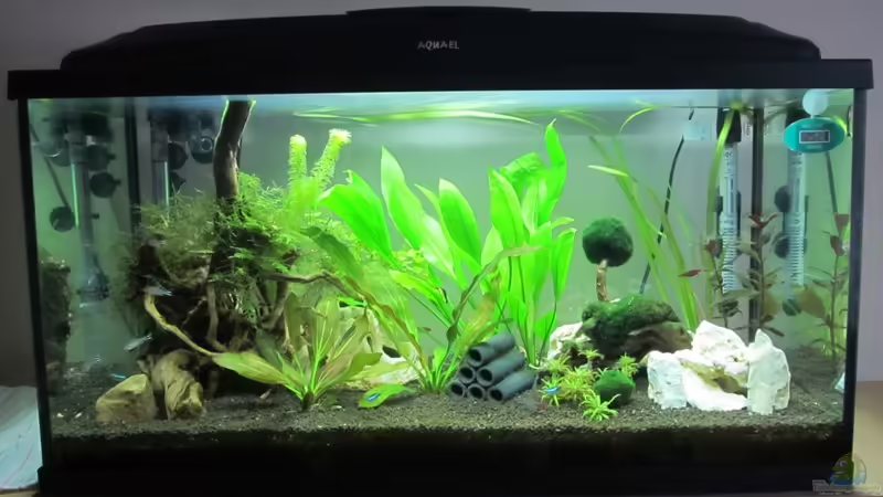 Mein erstes Aquarium Mein erstes Aquarium