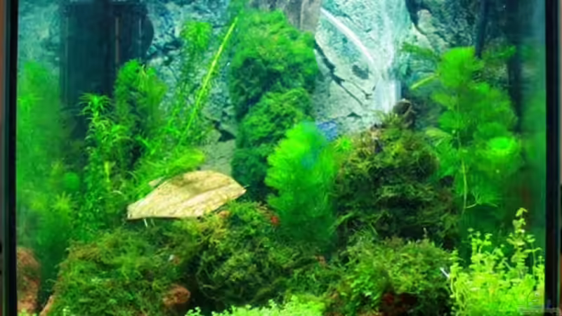 mein erstes Garni-Becken mein erstes Garni-Becken