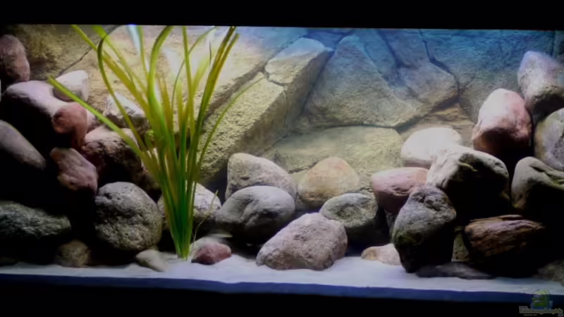 mein erstes Malawi-Becken :-) mein erstes Malawi-Becken :-)