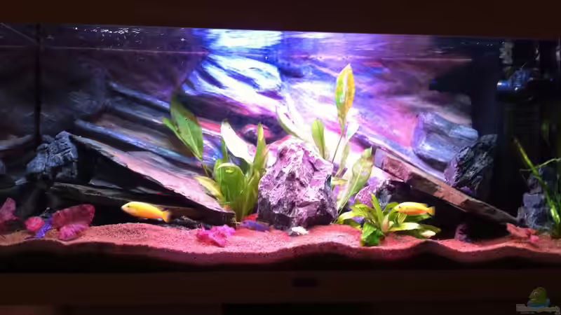 mein erstes Malawi-Becken mein erstes Malawi-Becken