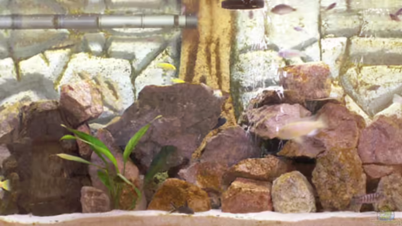 Mein erstes Malawi-Becken Mein erstes Malawi-Becken