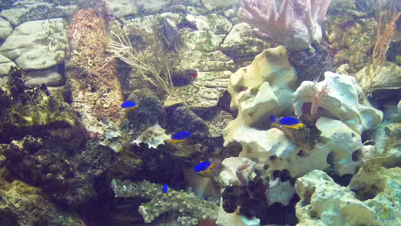 Mein erstes Meerwasserbecken Mein erstes Meerwasserbecken