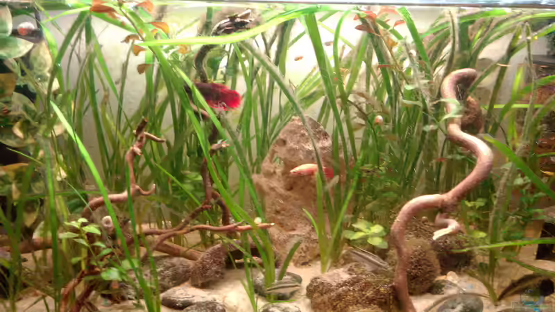 Mein ganzer Stolz Gesselschaftsbecken Mein ganzer Stolz Gesselschaftsbecken