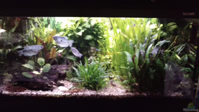 Mein ganzer Stolz(Besseres Foto ist schon in Arbeit Mein ganzer Stolz(Besseres Foto ist schon in Arbeit