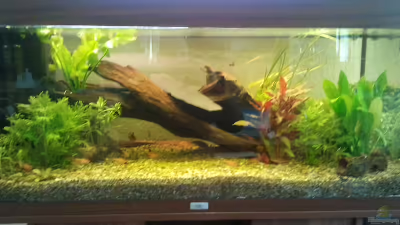 Mein Gesellschaftsaquarium 2012 Mein Gesellschaftsaquarium 2012