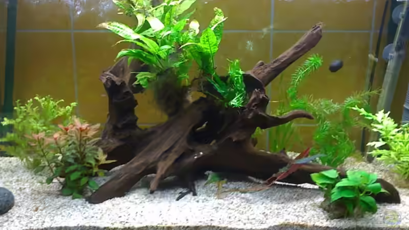 Mein Gesellschaftsbecken (08.12.12) Mein Gesellschaftsbecken (08.12.12)