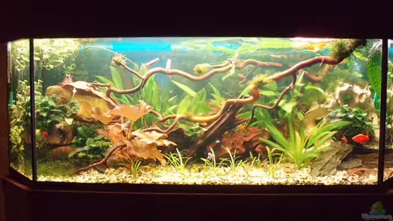 Mein Gesellschaftsbecken Mein Gesellschaftsbecken