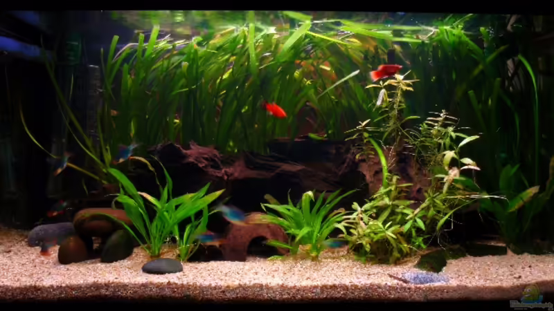 Mein Gesellschaftsbecken Mein Gesellschaftsbecken