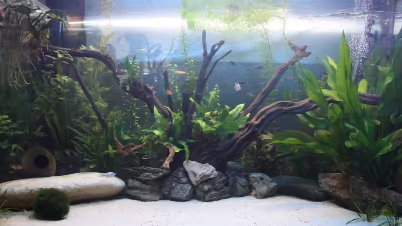 Mein Gesellschaftsbecken Mein Gesellschaftsbecken