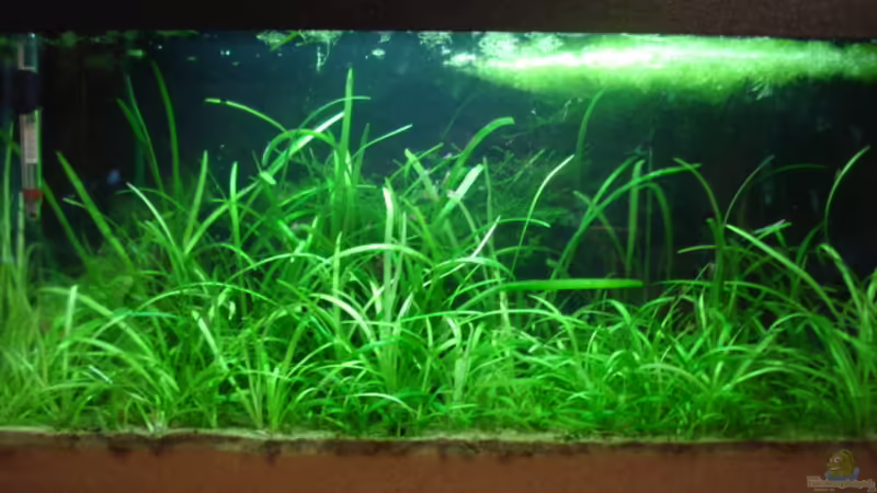 Mein Grünes Paradies Mein Grünes Paradies