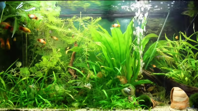 Mein Hauptbecken vor der Umgestaltung. Mein Hauptbecken vor der Umgestaltung.