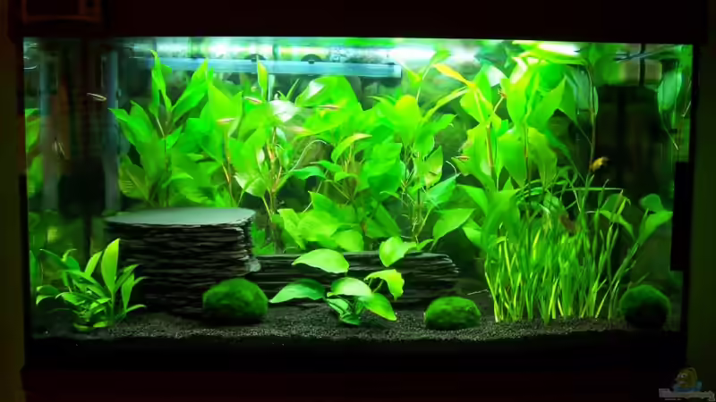 Mein Juwel! Mein Juwel!