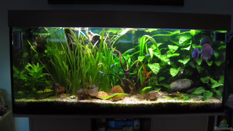 Mein Juwel Rio 300 Mein Juwel Rio 300