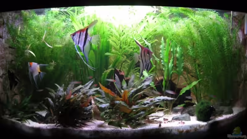 Mein Juwel Trigon 350 Mein Juwel Trigon 350